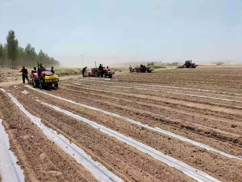 白地膜黑地膜小拱棚膜农用蔬菜大棚育秧膜玉米花生专用膜