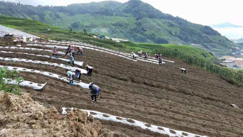 白地膜黑地膜小拱棚膜农用蔬菜大棚育秧膜玉米花生专用膜