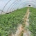 白地膜黑地膜小拱棚膜农用蔬菜大棚育秧膜玉米花生专用膜