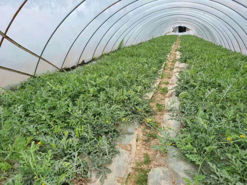 白地膜黑地膜小拱棚膜农用蔬菜大棚育秧膜玉米花生专用膜