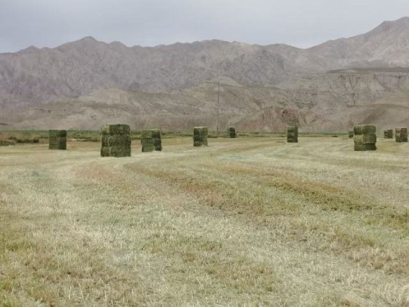 内蒙古优质燕麦草种植基地全国发货2026年全绿燕麦草