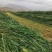 内蒙古优质燕麦草种植基地全国发货2026年全绿燕麦草