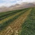 内蒙古优质燕麦草种植基地全国发货2026年全绿燕麦草
