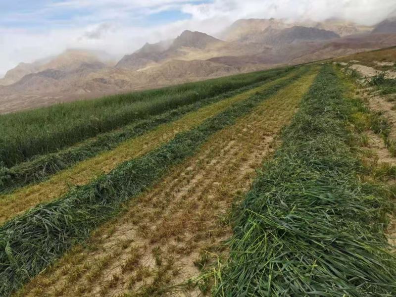 内蒙古优质燕麦草种植基地全国发货2026年全绿燕麦草