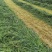 内蒙古优质燕麦草种植基地全国发货2026年全绿燕麦草
