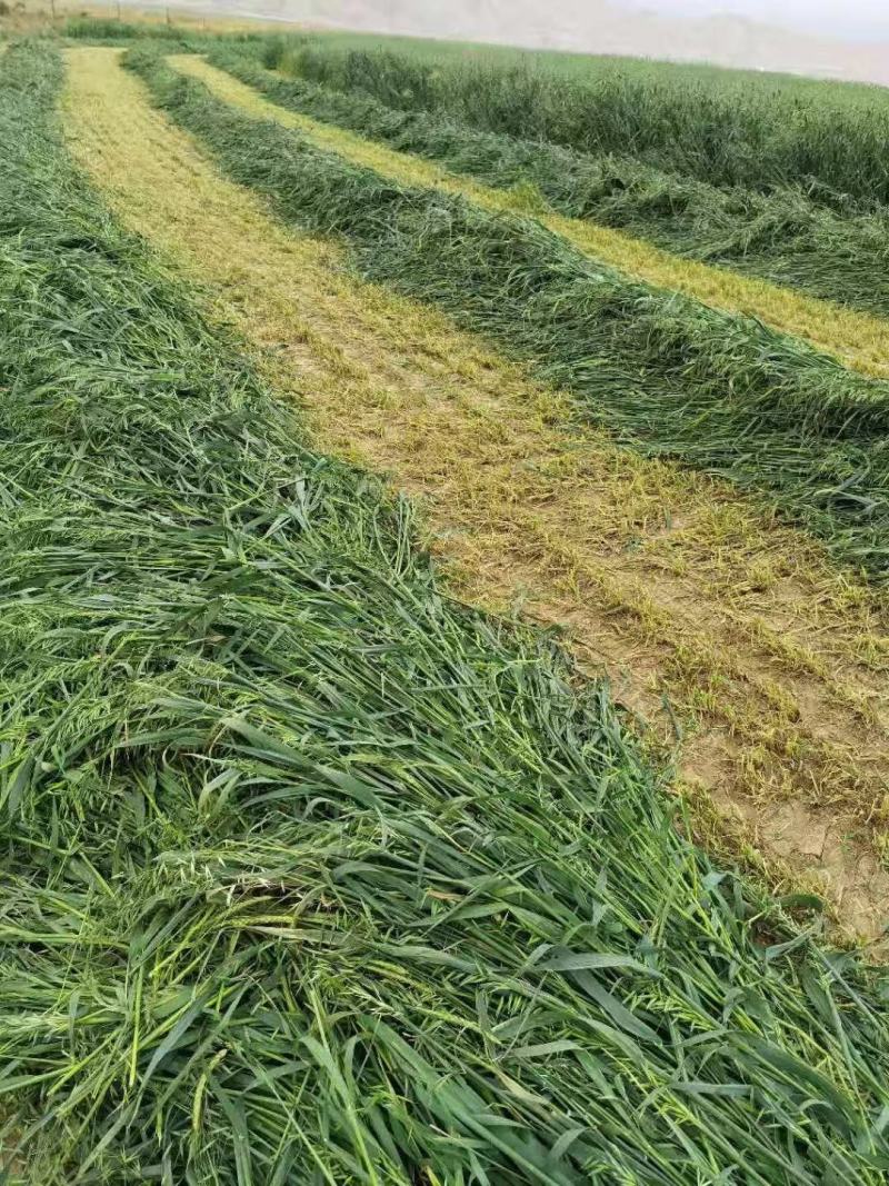 内蒙古优质燕麦草种植基地全国发货2026年全绿燕麦草