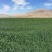 内蒙古优质燕麦草种植基地全国发货2026年全绿燕麦草