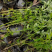 迎春花30/40/50/60规格齐全成活率高价格优惠精品