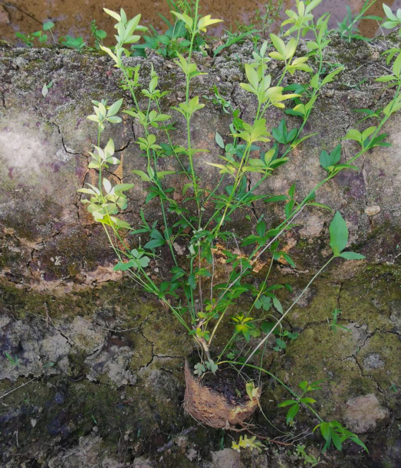 迎春花30/40/50/60规格齐全成活率高价格优惠精品