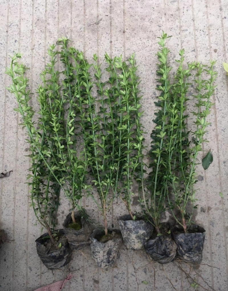迎春花30/40/50/60规格齐全成活率高价格优惠精品