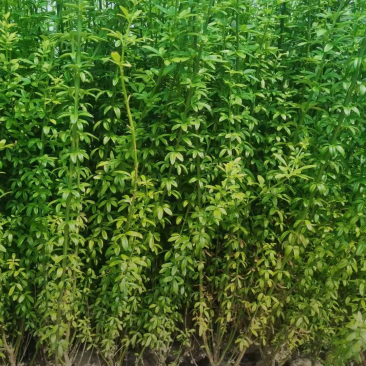迎春花30/40/50/60规格齐全成活率高价格优惠精品