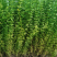 迎春花30/40/50/60规格齐全成活率高价格优惠精品