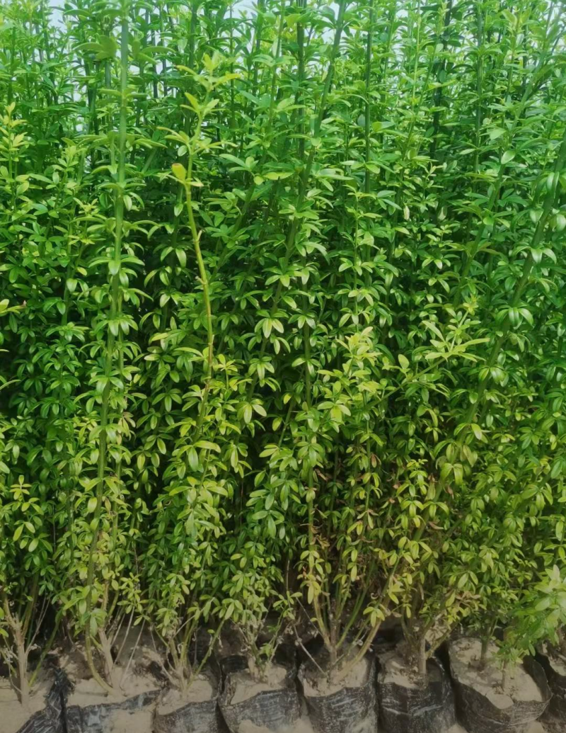 迎春花30/40/50/60规格齐全成活率高价格优惠精品