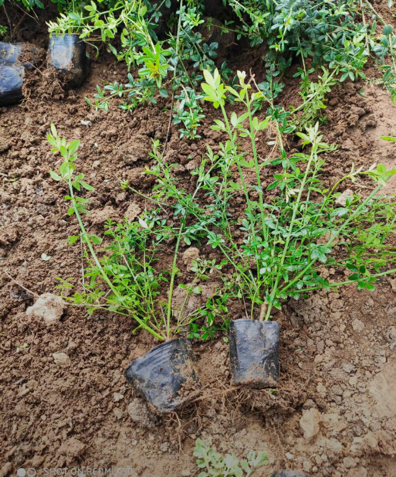迎春花30/40/50/60规格齐全成活率高价格优惠精品