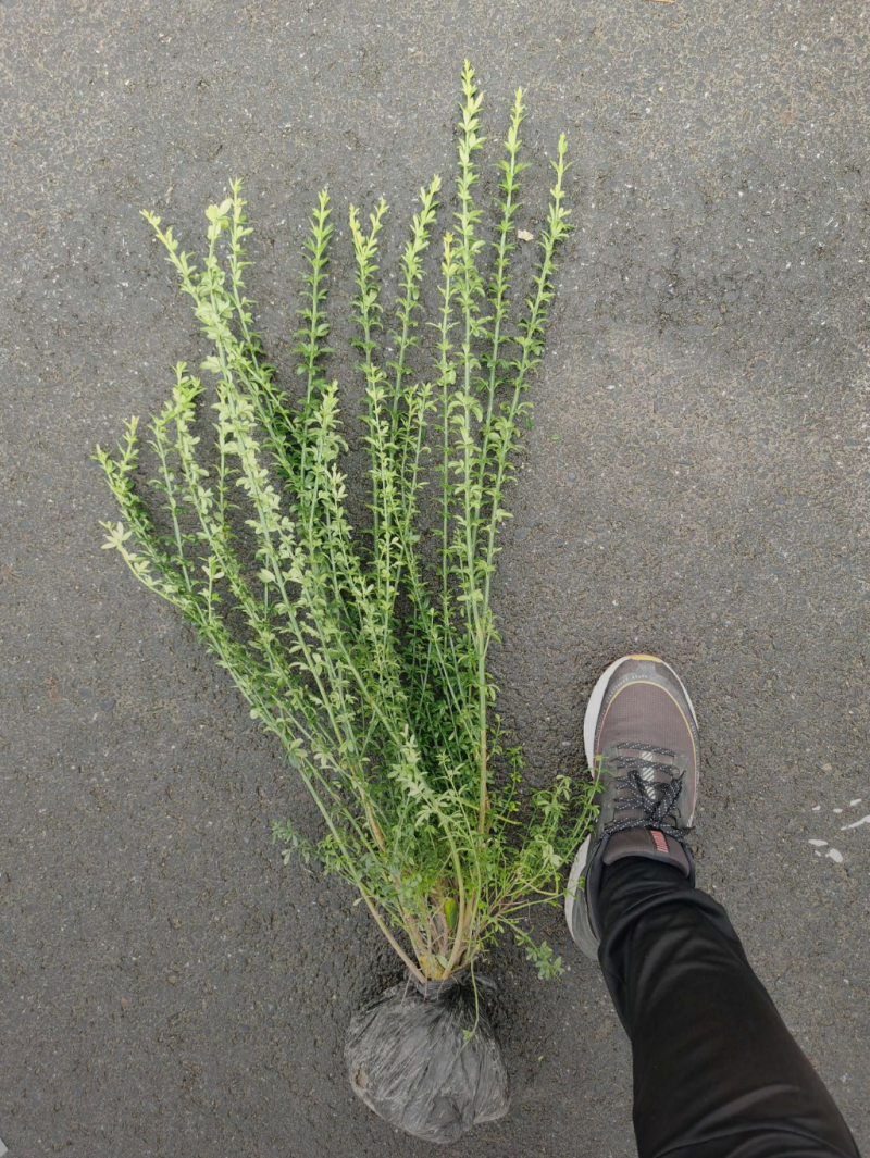 迎春花30/40/50/60规格齐全成活率高价格优惠精品