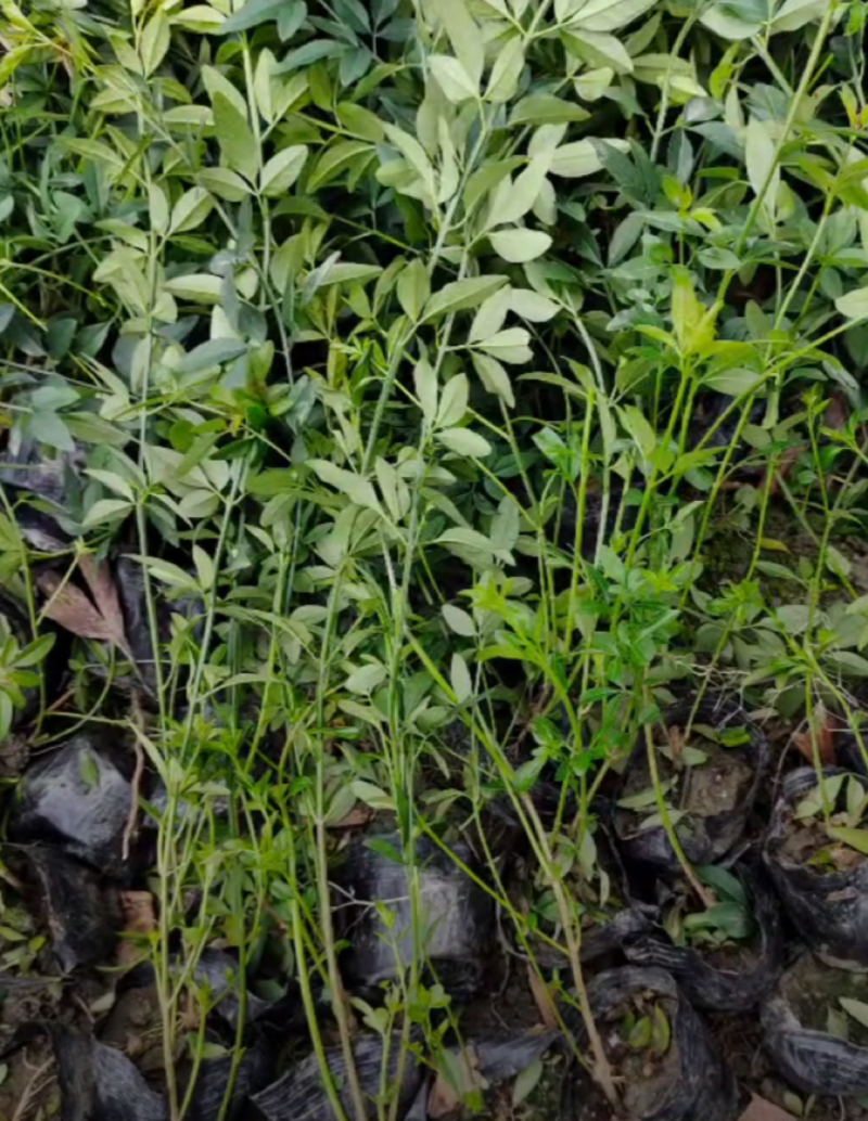 迎春花30/40/50/60规格齐全成活率高价格优惠精品