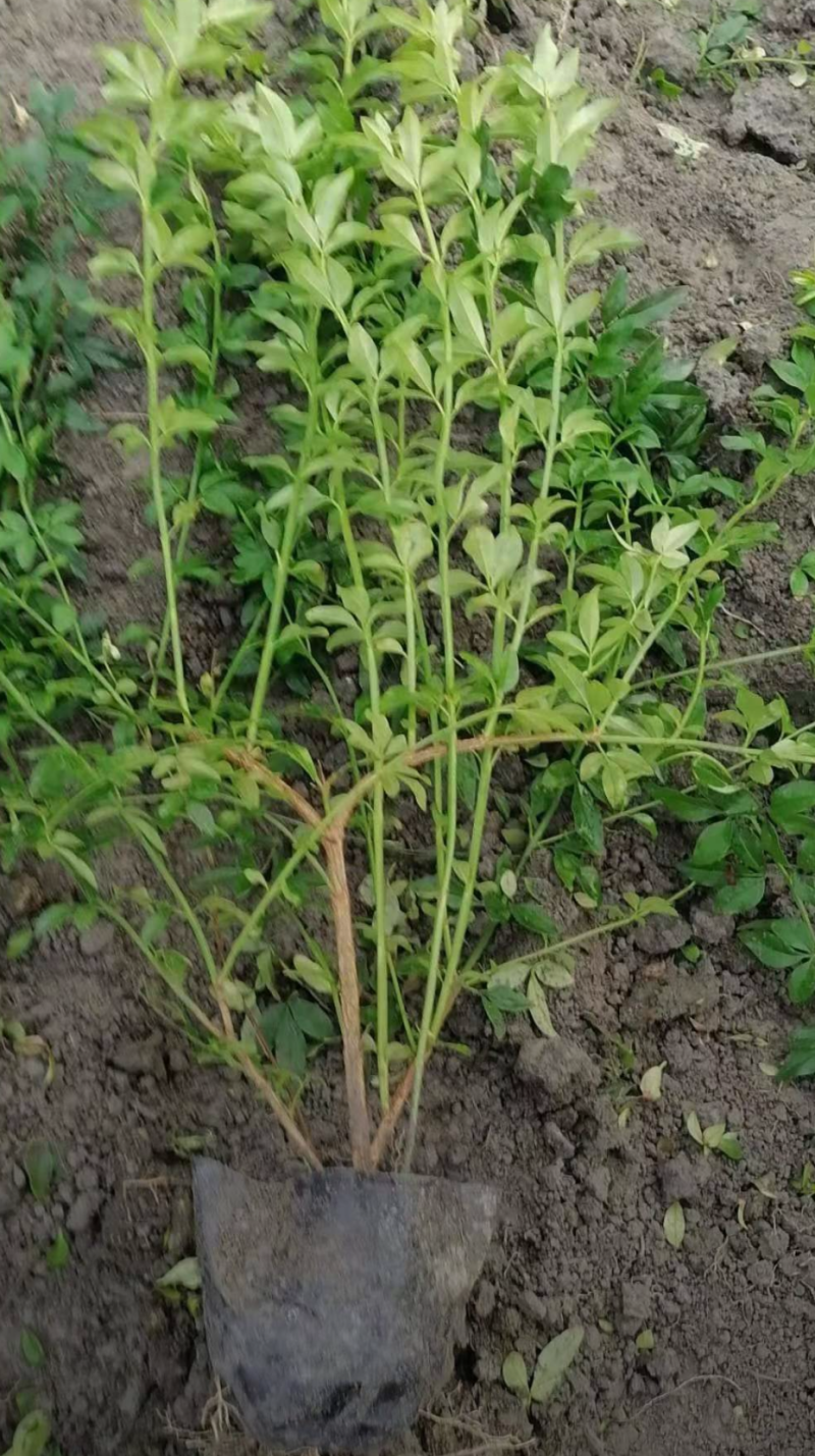 迎春花30/40/50/60规格齐全成活率高价格优惠精品