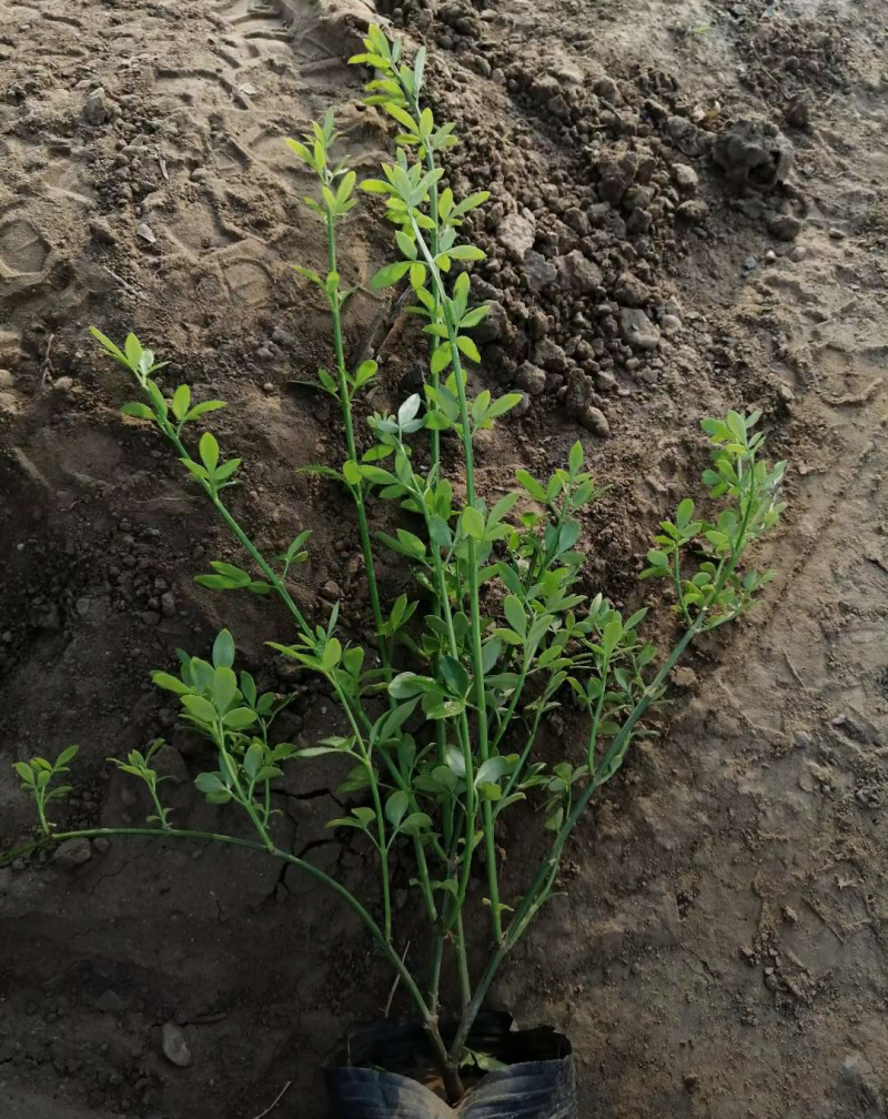 迎春花30/40/50/60规格齐全成活率高价格优惠精品