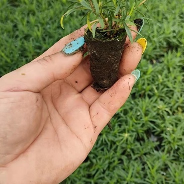 青州学起花卉,欧石竹穴盘苗基地直发,可视频看货