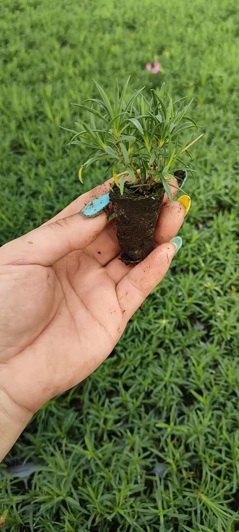青州学起花卉，欧石竹穴盘苗基地直发，可视频看货
