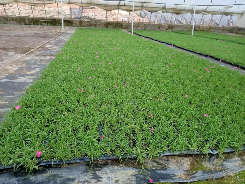 青州学起花卉，欧石竹穴盘苗基地直发，可视频看货