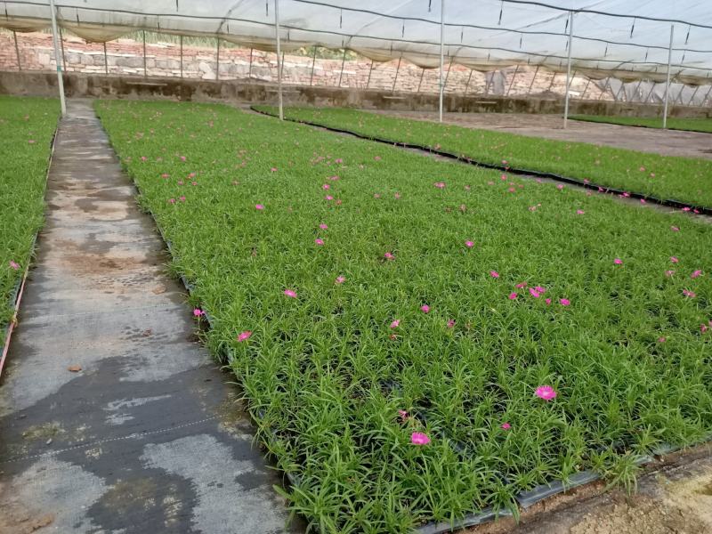 青州学起花卉，欧石竹穴盘苗基地直发，可视频看货
