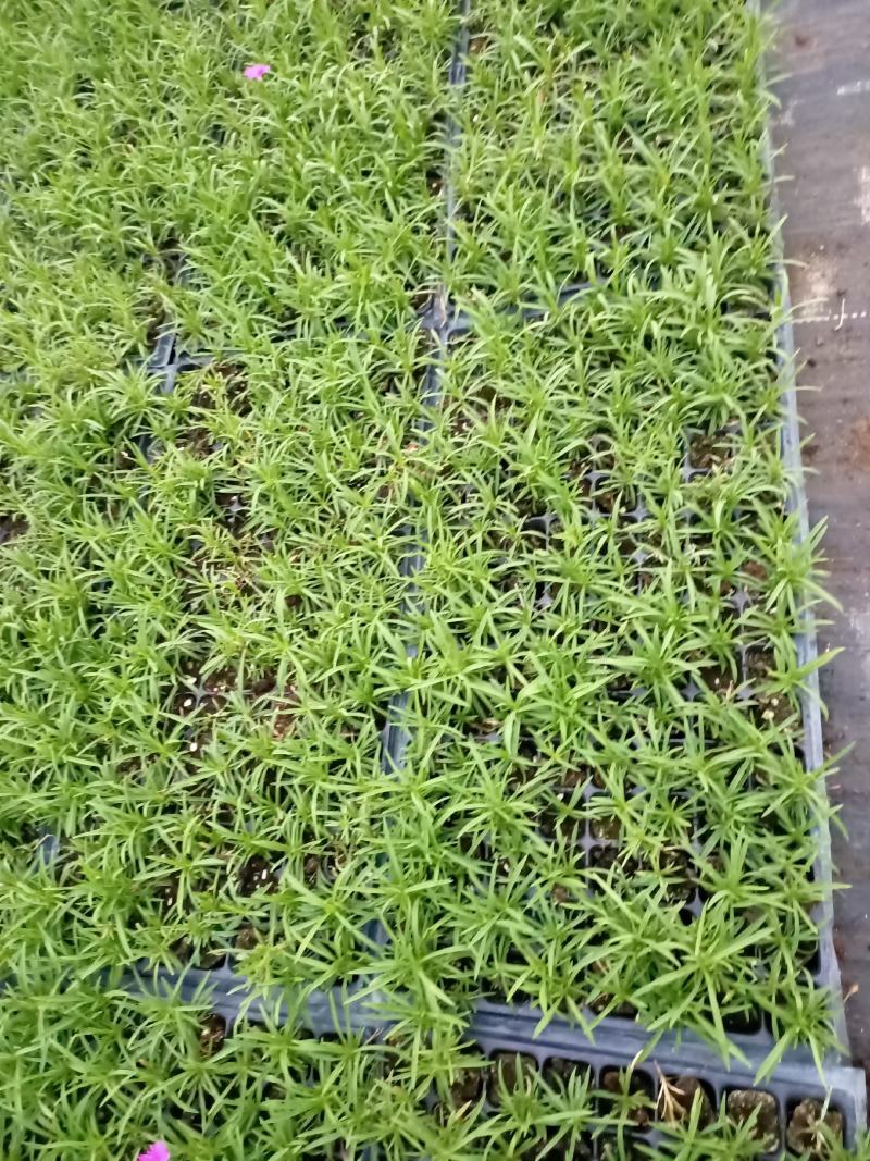 青州学起花卉，欧石竹穴盘苗基地直发，可视频看货