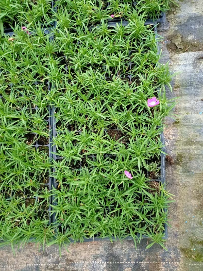 青州学起花卉，欧石竹穴盘苗基地直发，可视频看货