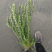 迎春花70/80/100规格齐全成活率高价格优惠精品苗