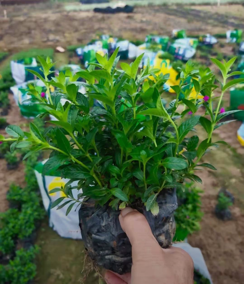 迎春花70/80/100规格齐全成活率高价格优惠精品苗