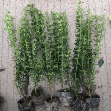 迎春花70/80/100规格齐全成活率高价格优惠精品苗