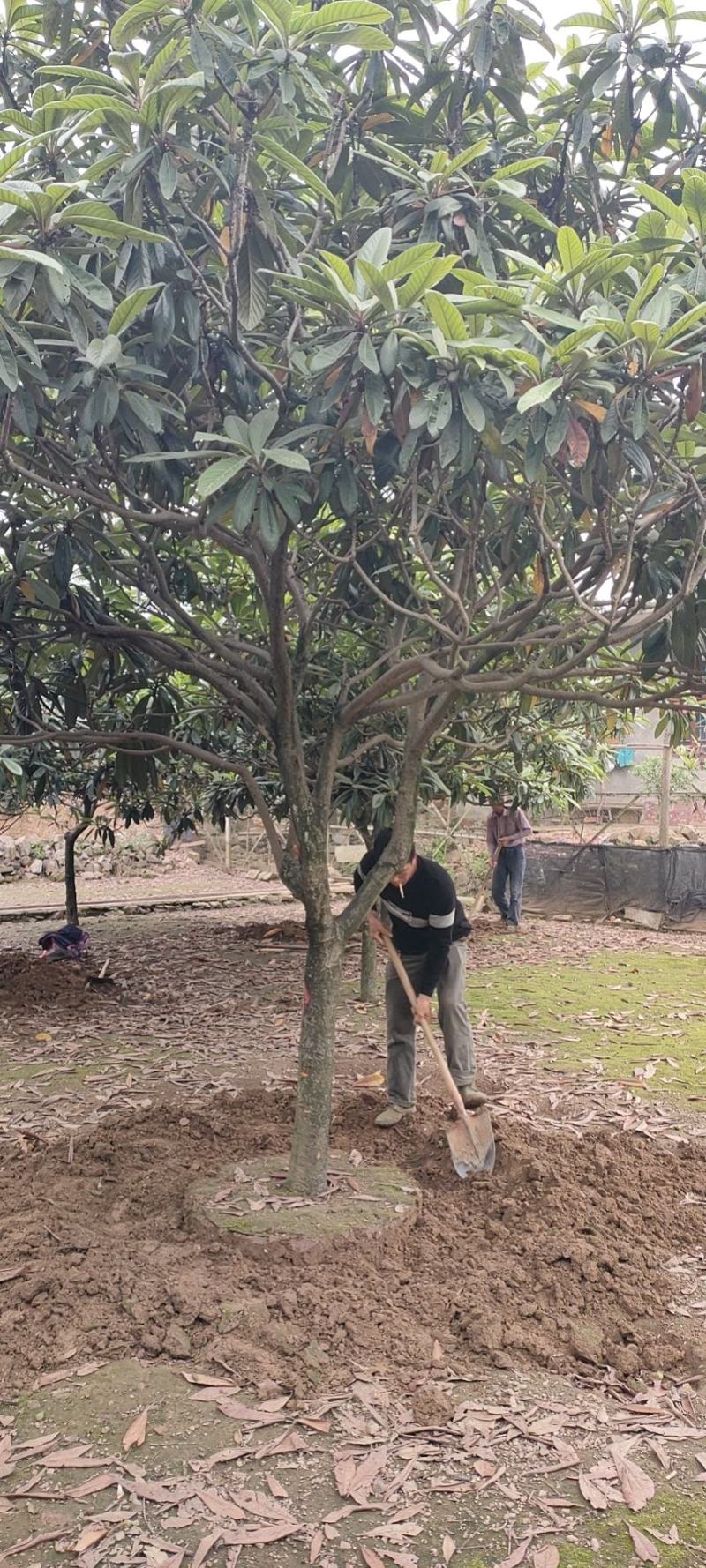 基地供应各种规格枇杷树，园林绿化工程庭院景观美化！