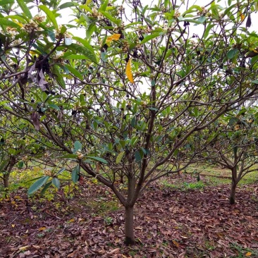 基地供应各种规格枇杷树，园林绿化工程庭院景观美化！