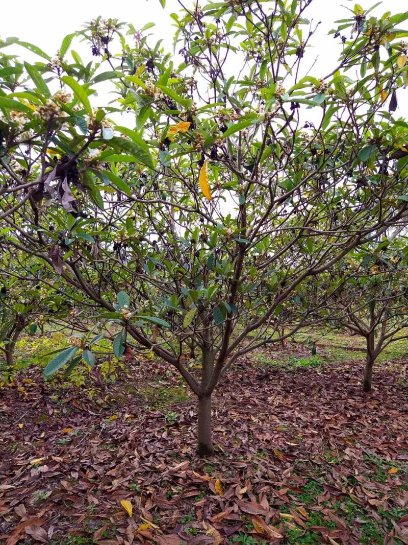 基地供应各种规格枇杷树，园林绿化工程庭院景观美化！