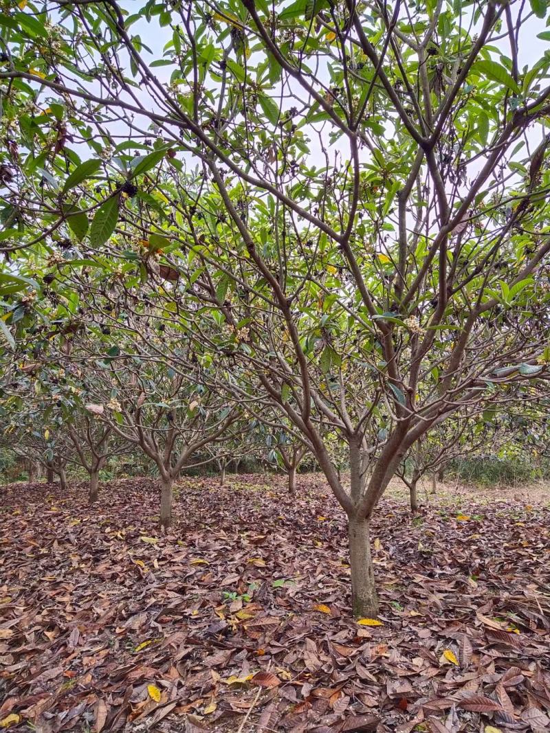 基地供应各种规格枇杷树，园林绿化工程庭院景观美化！