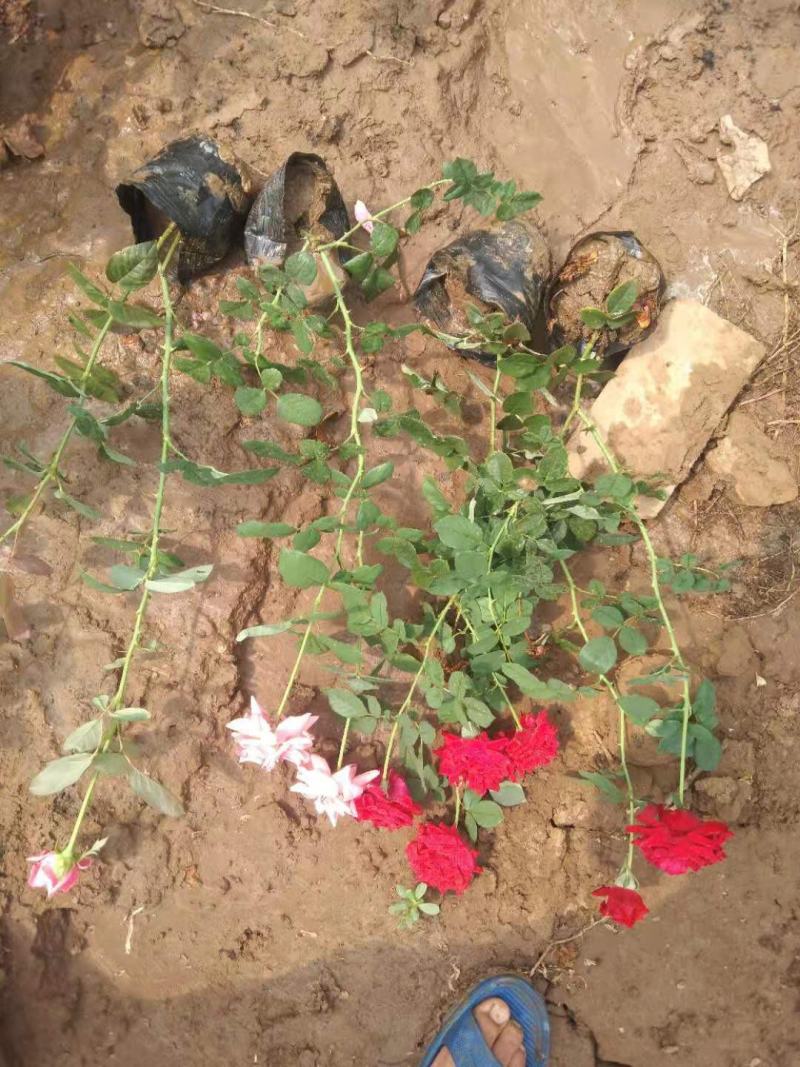 青州学起花卉，大花月季基地直发，可视频看货