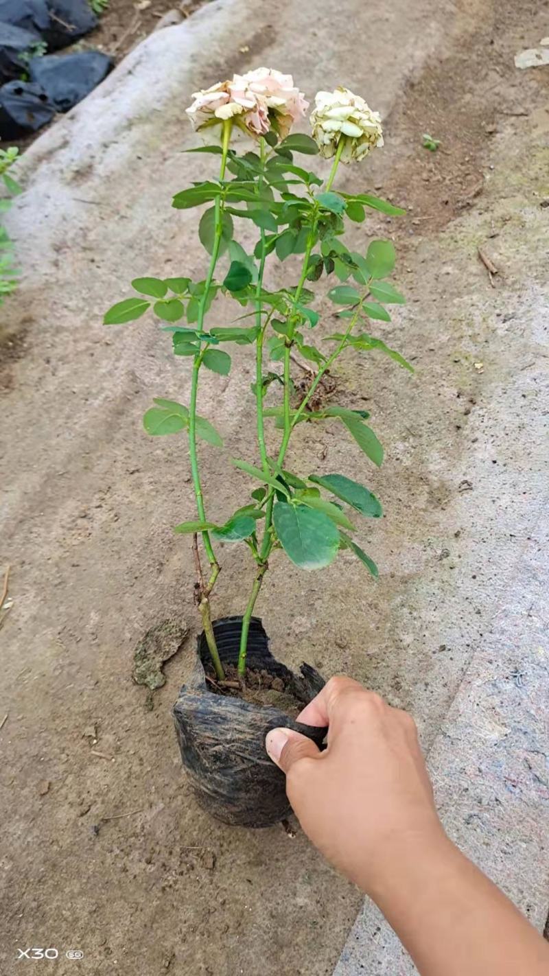 青州学起花卉，大花月季基地直发，可视频看货
