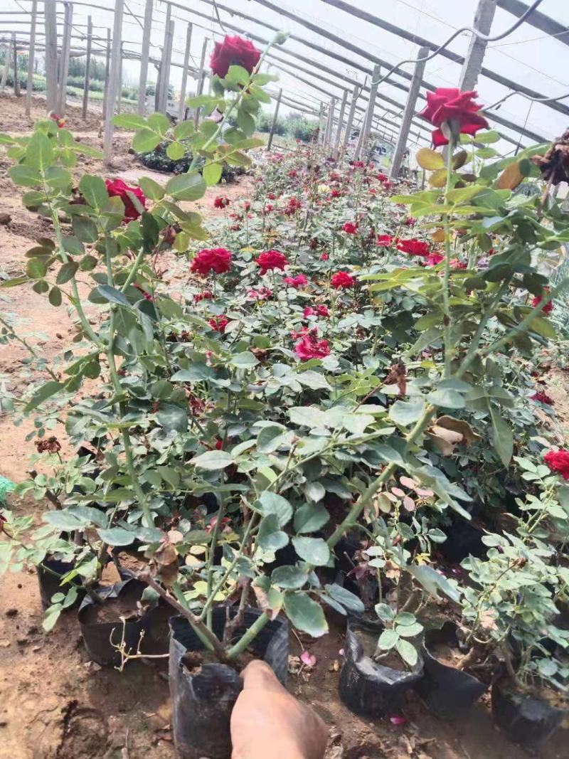 青州学起花卉，大花月季基地直发，可视频看货