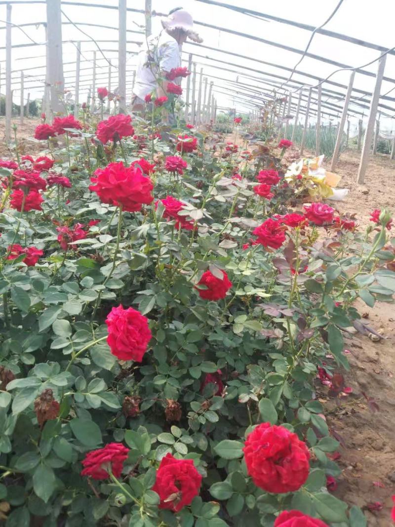 青州学起花卉，大花月季基地直发，可视频看货