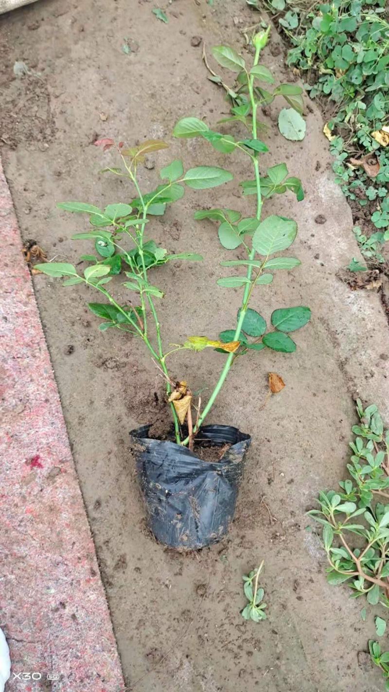 青州学起花卉，大花月季基地直发，可视频看货