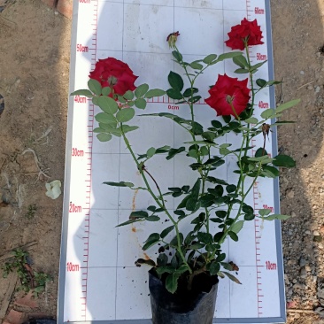 青州学起花卉,大花月季基地直发,可视频看货