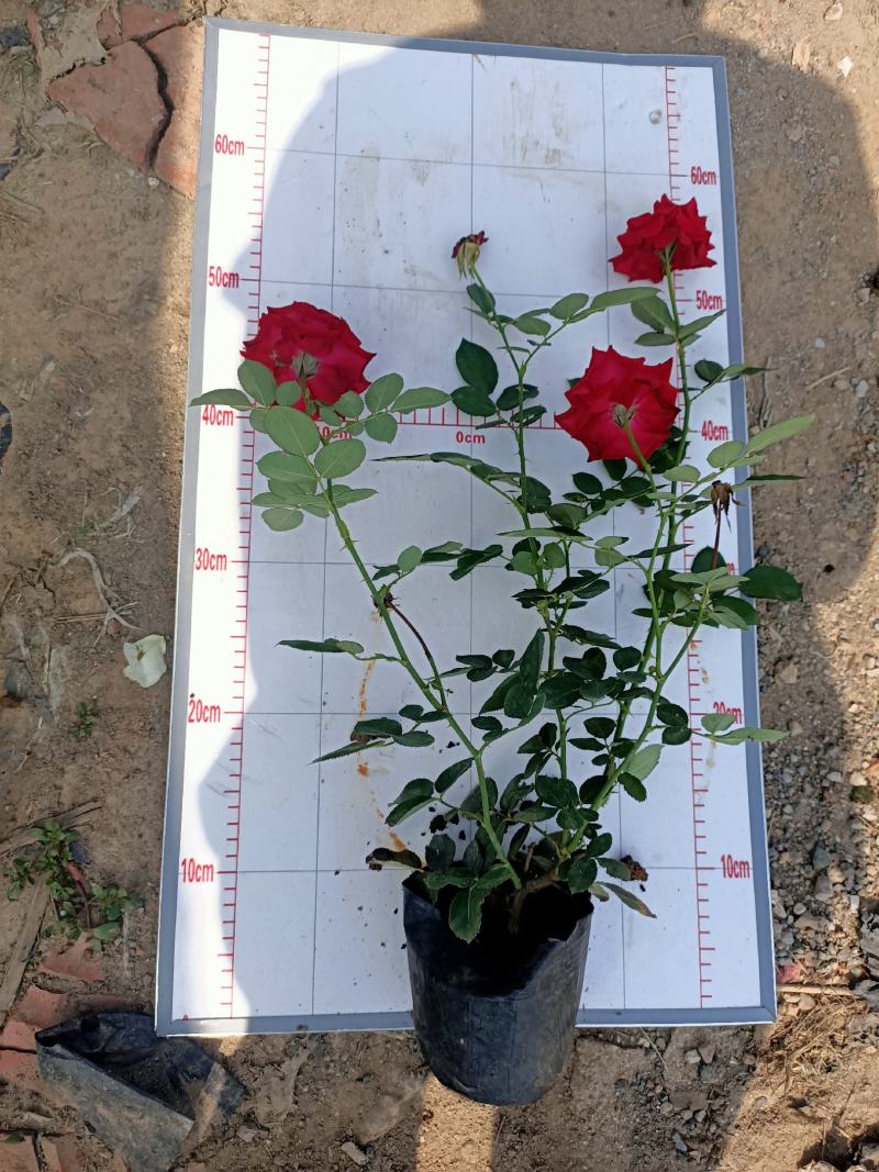 青州学起花卉，大花月季基地直发，可视频看货