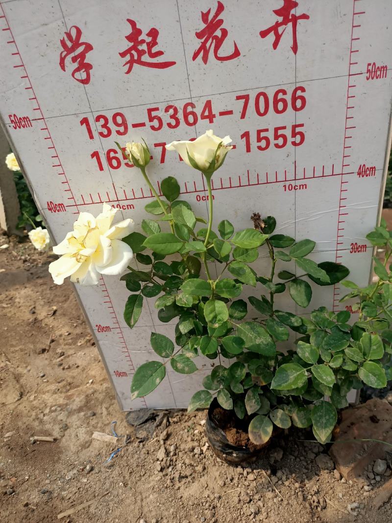 青州学起花卉，大花月季基地直发，可视频看货
