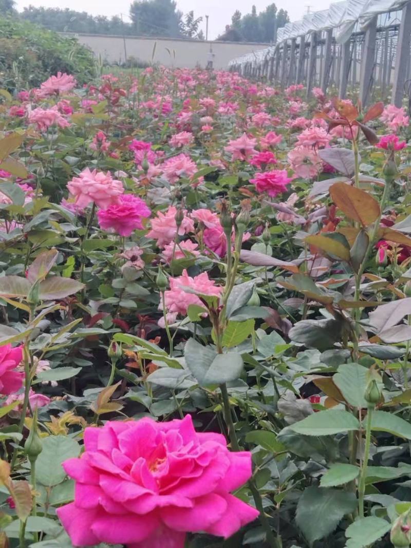 青州学起花卉，大花月季基地直发，可视频看货