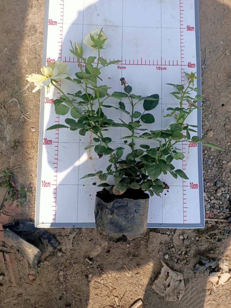 青州学起花卉，大花月季基地直发，可视频看货