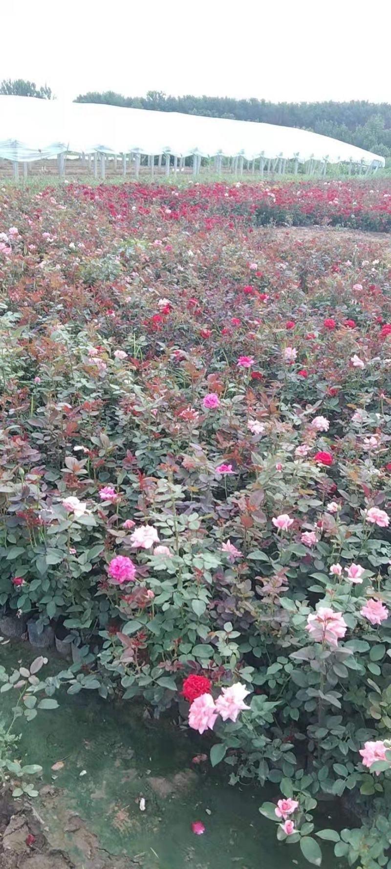 青州学起花卉，大花月季基地直发，可视频看货