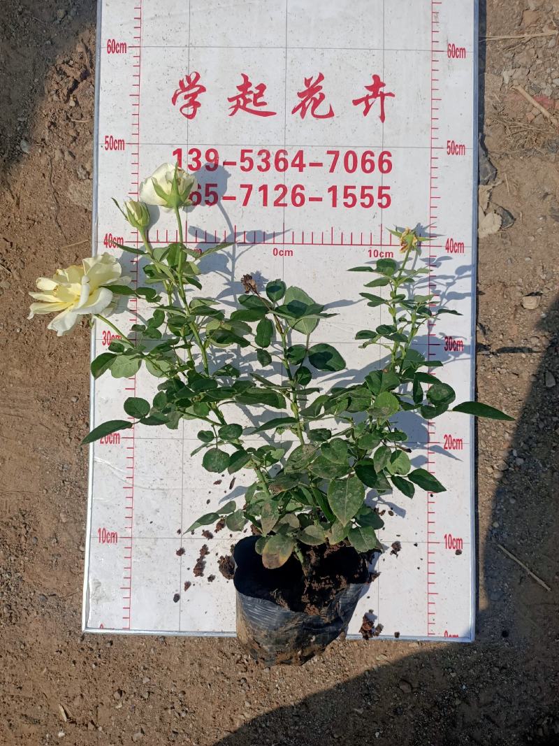 青州学起花卉，大花月季基地直发，可视频看货
