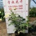 青州学起花卉,大花月季基地直发,可视频看货