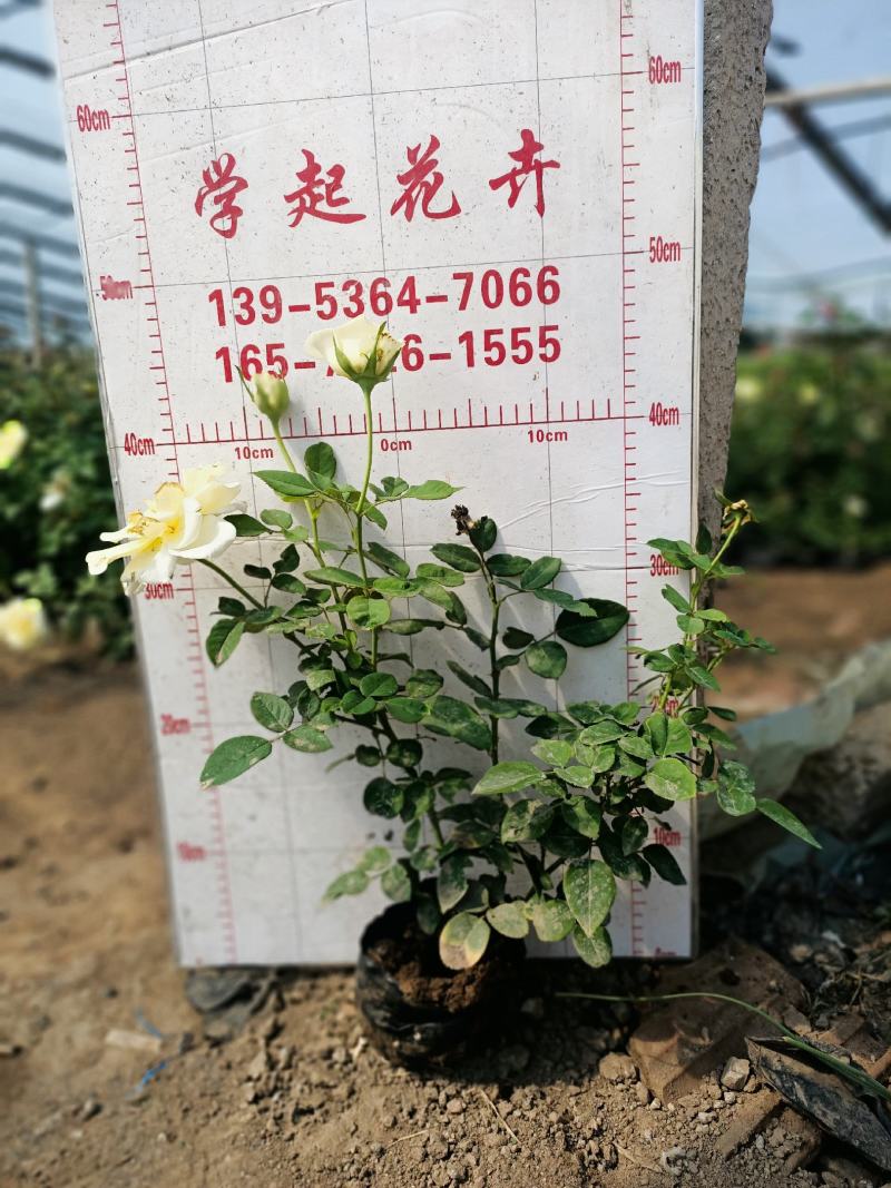 青州学起花卉，大花月季基地直发，可视频看货