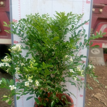 青州学起花卉基地,九里香(百里香)大量现货,可视频看货!